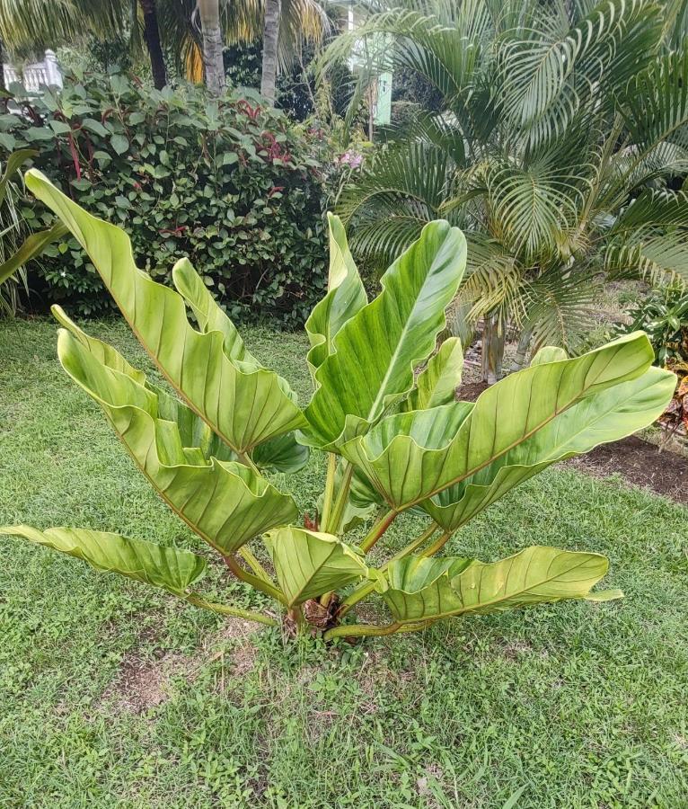 Bencastle Villa Gros Islet Zewnętrze zdjęcie