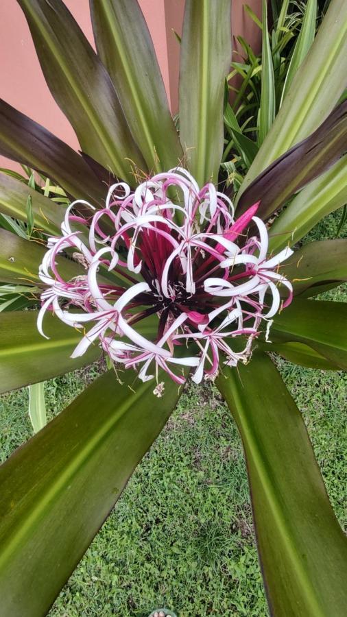 Bencastle Villa Gros Islet Zewnętrze zdjęcie