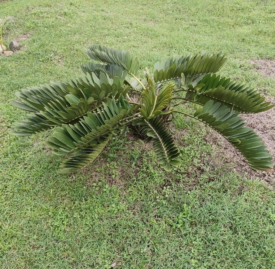 Bencastle Villa Gros Islet Zewnętrze zdjęcie