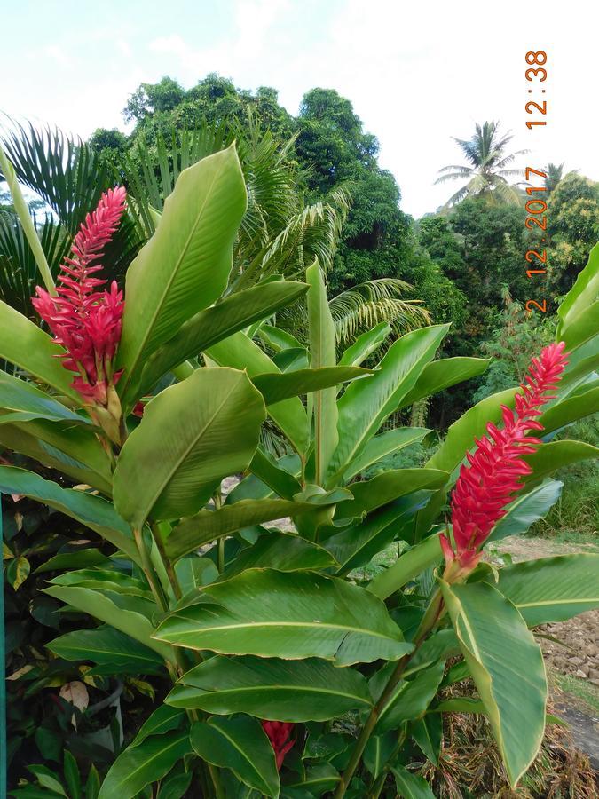 Bencastle Villa Gros Islet Zewnętrze zdjęcie